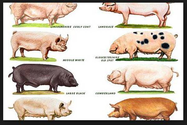 Pig Breeds for Pig Farming