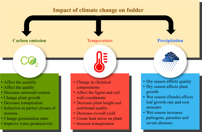 The Environmental Impact of Fodder Cultivation