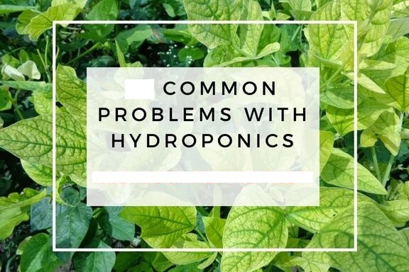 Challenges in Hydroponics