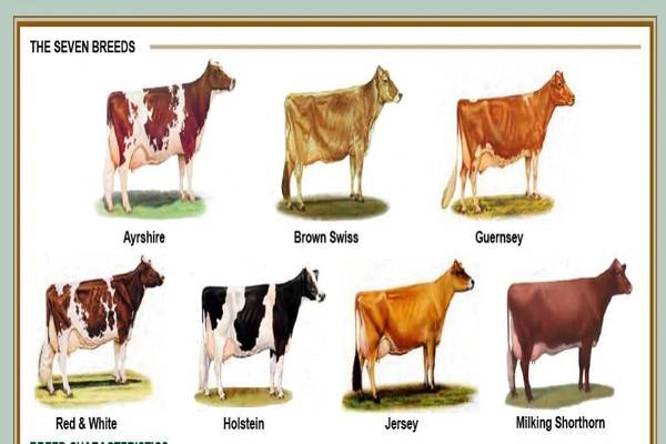 Understanding Dairy Cow Types