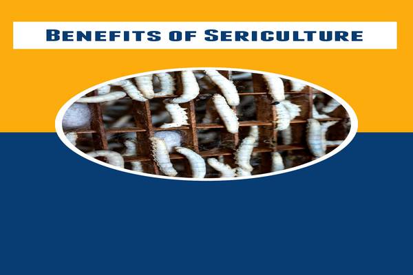 Benefits of Sericulture