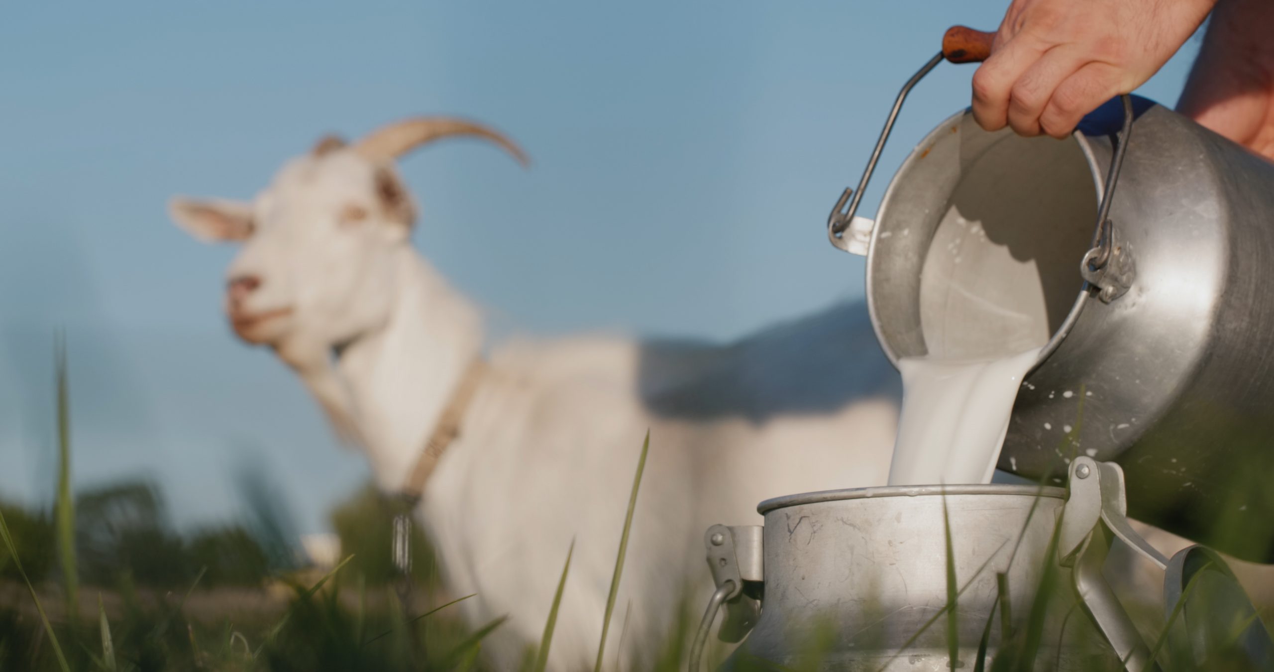 Milking and Dairy Goats