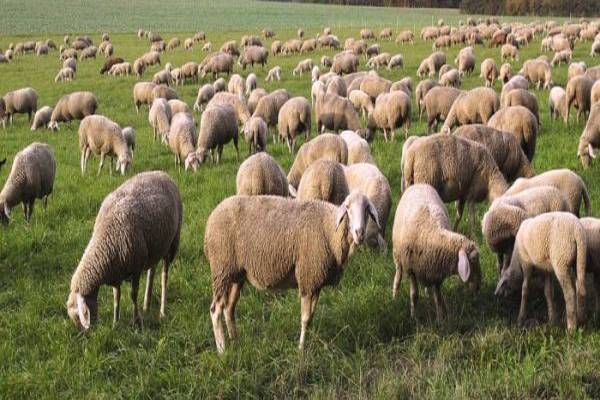 The Complete Guide to Sheep Farming