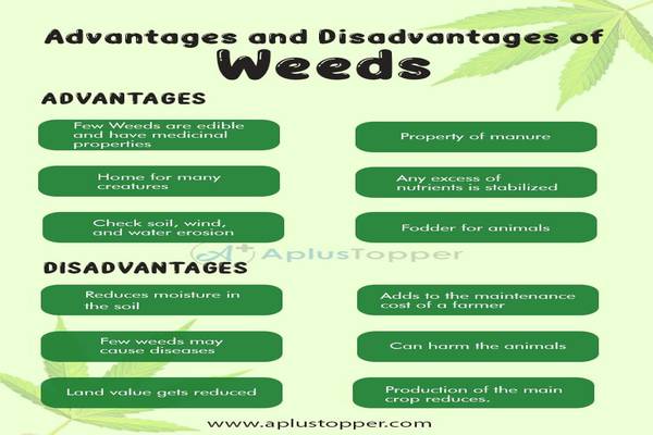 Advantages of Using Weeding Equipment