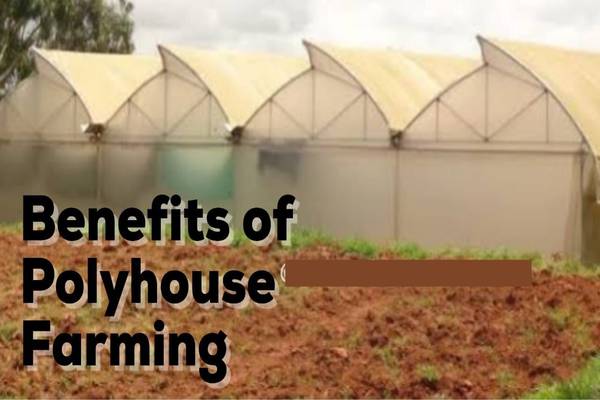 Advantages of Polyhouse Farming