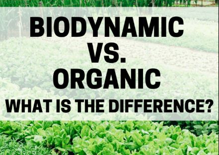 Biodynamic vs. Organic Farming