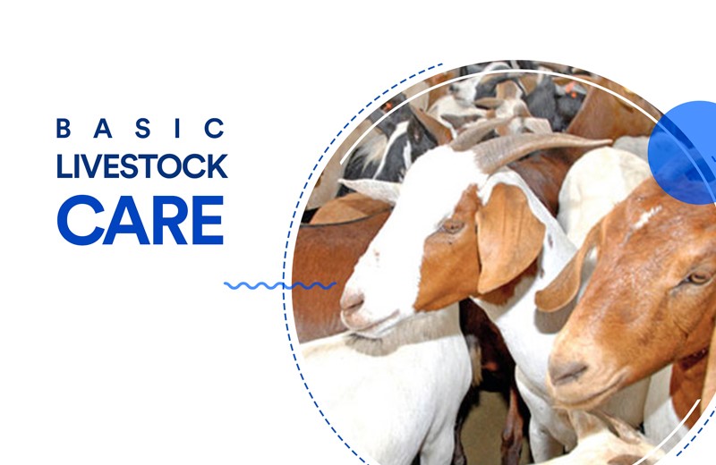 Addressing Livestock-Specific Needs