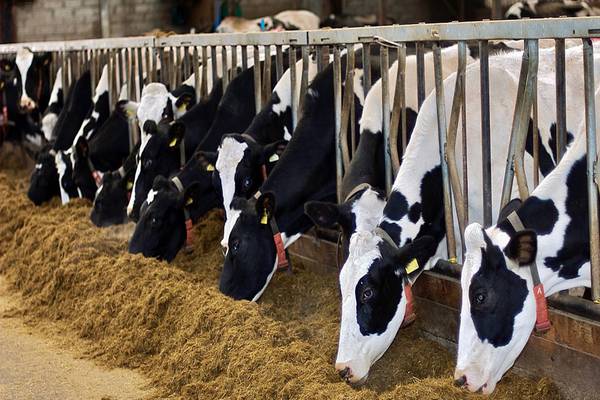 Explore Dairy Farming: From Cows to Creameries