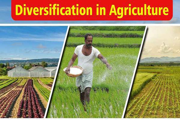 Benefits of Diversification through Exports to Farmers