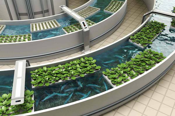 Aquaponics: A Sustainable Fusion of Aquaculture and Hydroponics