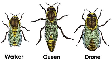 Queen Bee Importance and Pollination for Beekeeping