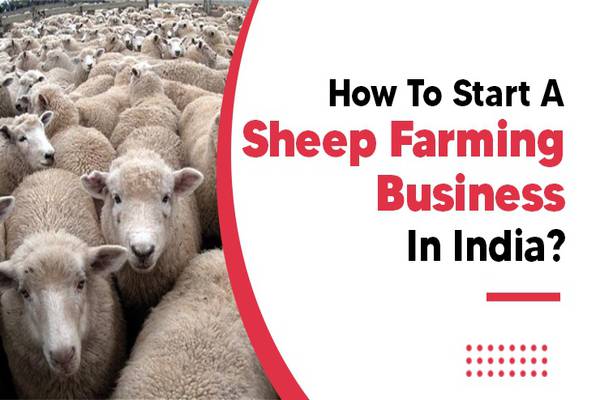 Getting Started with Sheep Farming