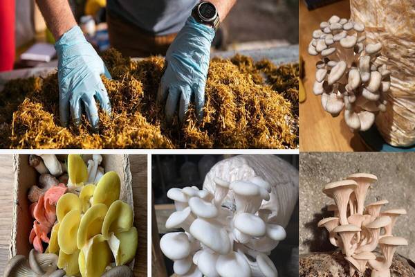 Methods of Mushroom Cultivation