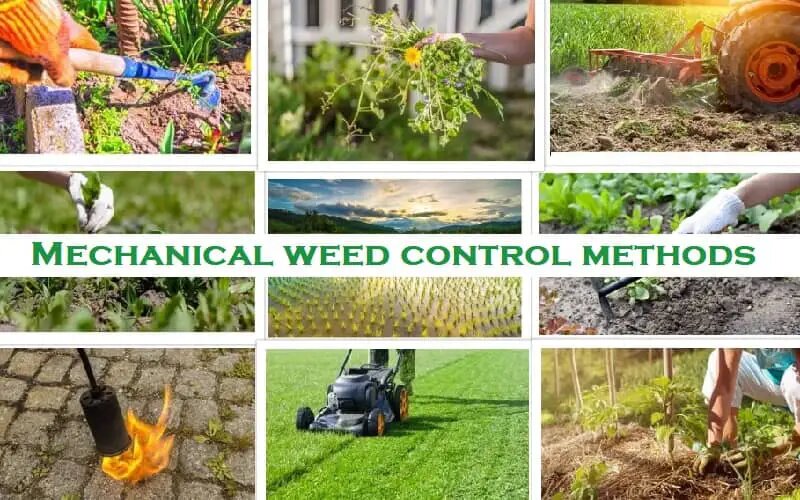 Best Practices for Using Weeding Equipment