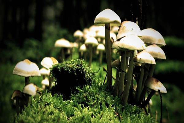 Mushroom Cultivation: A Comprehensive Guide to Growing Your Own Mushrooms