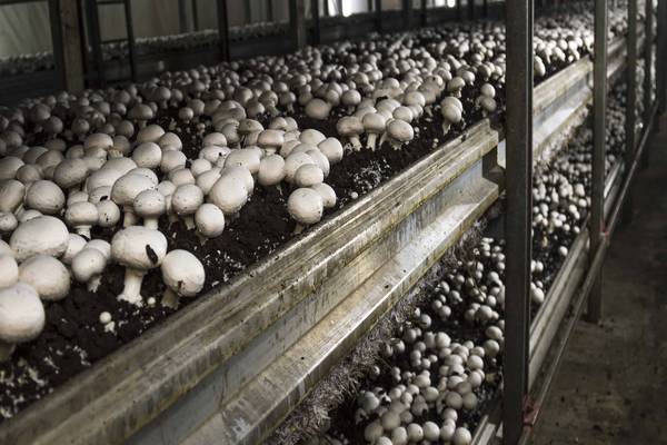 Understanding Mushroom Cultivation