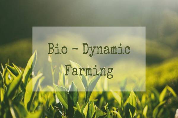 Explore Biodynamic Farming: A Holistic Approach to Sustainable Agriculture