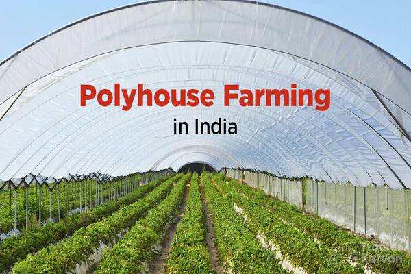What is Polyhouse Farming?