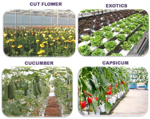 Suitable Crops for Polyhouse Farming