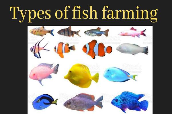 Types of Fish Farming