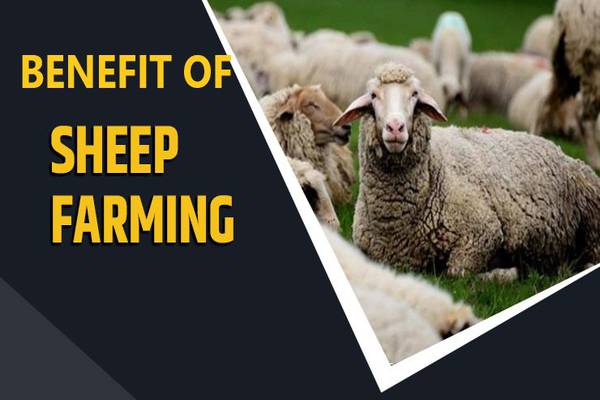 Advantages of Sheep Farming