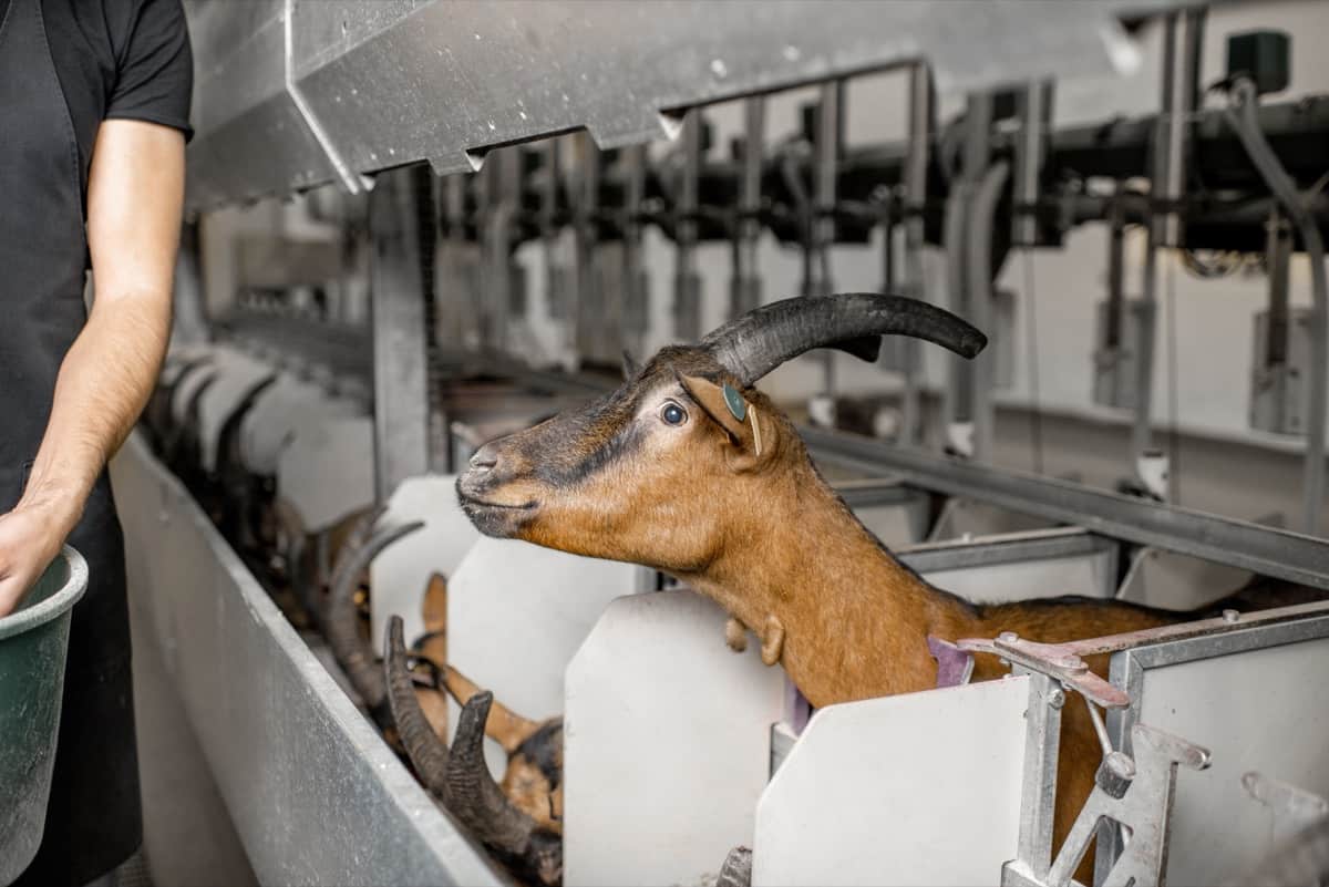 Challenges in Goat Farming & Future Trends in Goat Farming