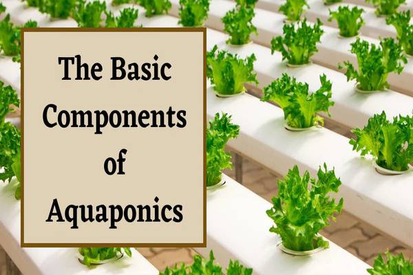 The Components of Aquaponics & Aquaponic System