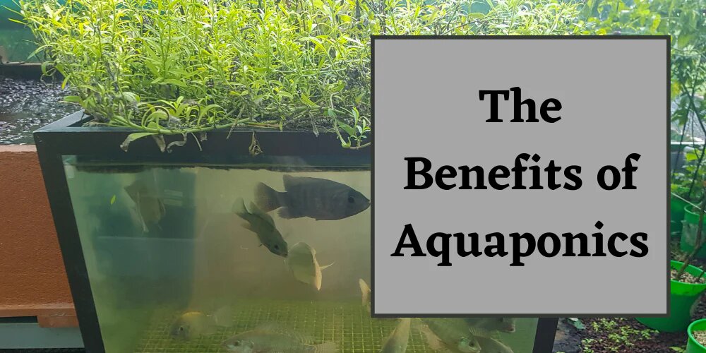 Advantages of Aquaponics