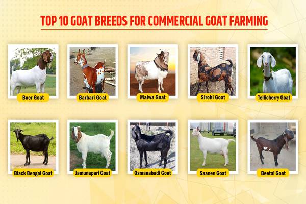 Types of Goats for Farming