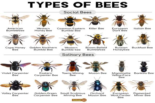 Types of Bees in Beekeeping