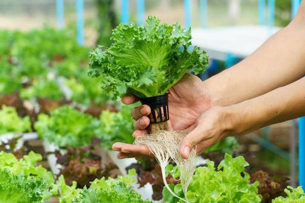 Hydroponics: Revolutionizing Agriculture through Soilless Cultivation
