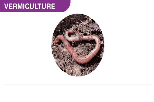 Understanding Vermiculture: A Comprehensive Guide