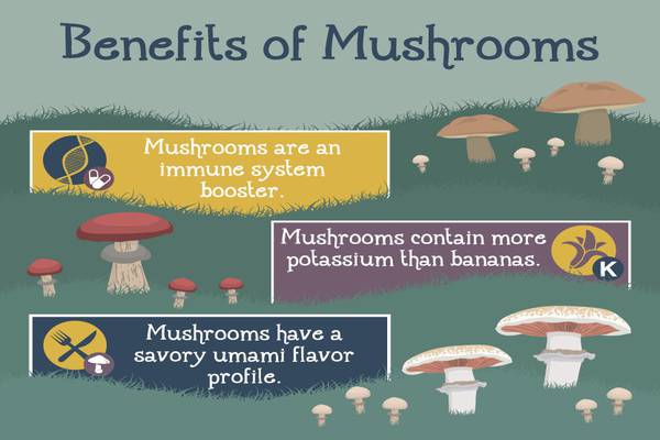 Benefits of Cultivating Mushrooms