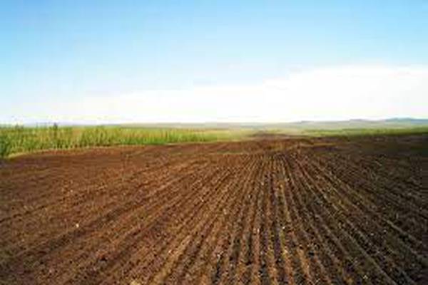 Prepare Land for Corn Production, Maize Soil preparation