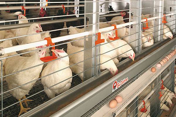 Equipment for Poultry Farming