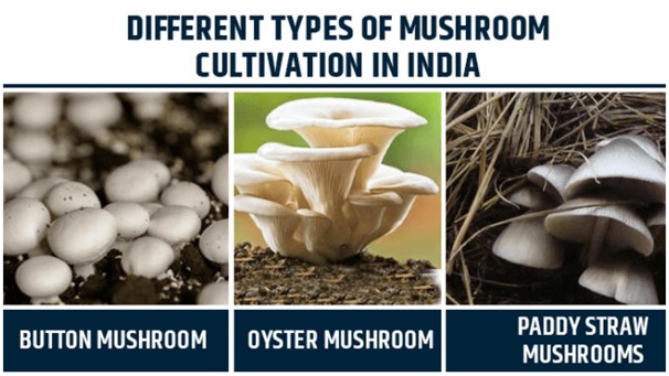 Popular Types of Cultivated Mushrooms