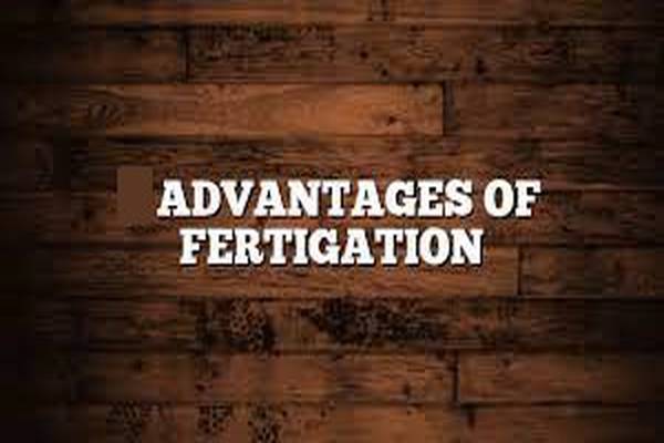 Advantages of Fertigation in Agriculture