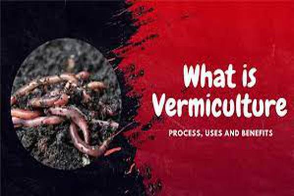 The Vermicomposting Process