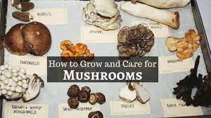 Maintenance and Care of Mushroom Growth