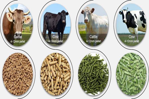 Types of Livestock Feed
