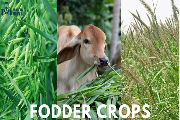 Explore Fodder Cultivation: Nourishing Livestock Sustainably