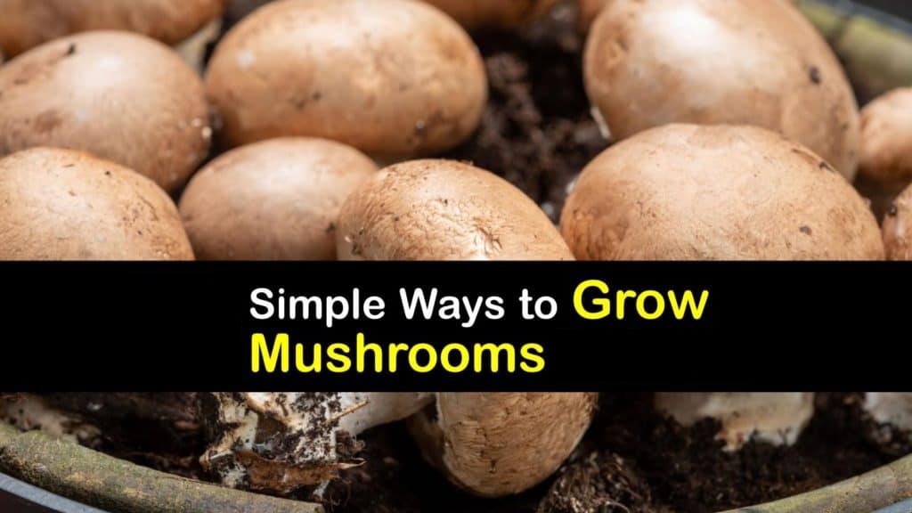 Step-by-Step Guide to Cultivating Mushrooms
