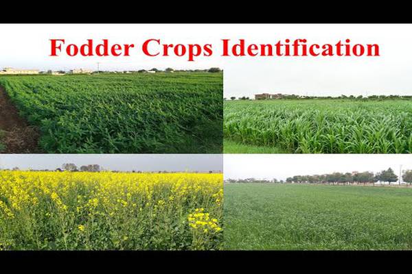 Understanding Fodder Cultivation