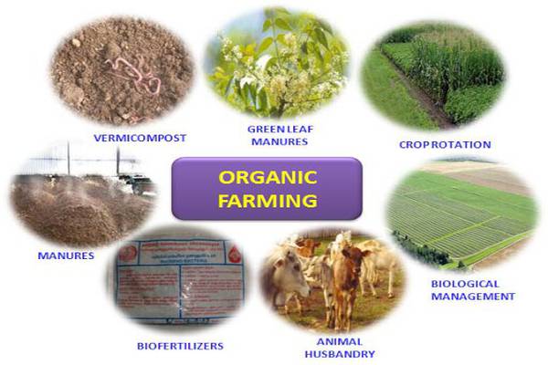 The Role of Organic Agriculture Machinery