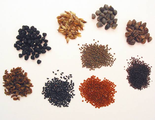 Types of Flower Seeds