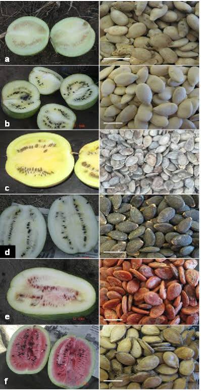 Types of Fruit Seeds