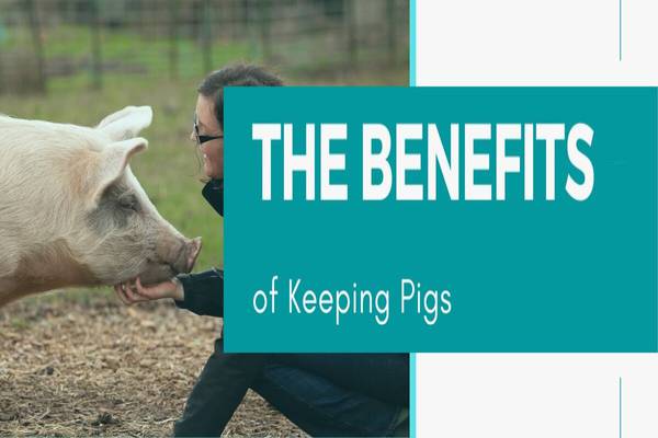 Benefits of Pig Farming