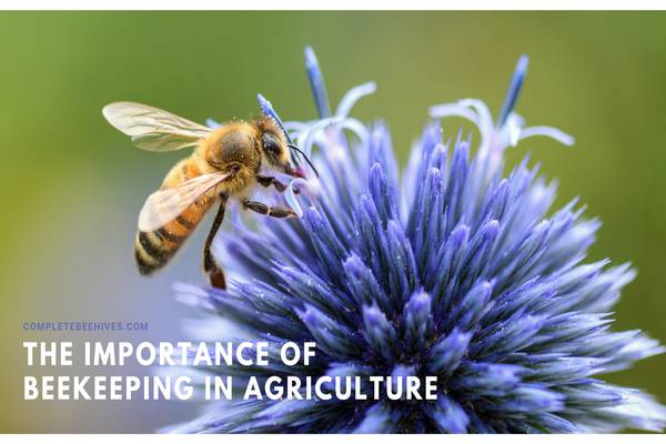 The Importance of Beekeeping