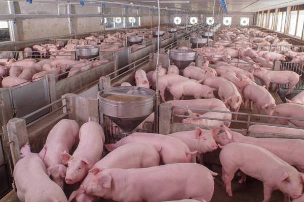 Discover the World of Pig Farming