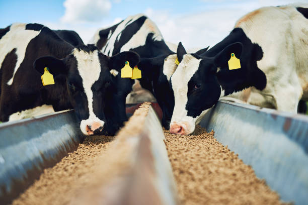 Sustainable Feed Practices & Future of Livestock Feed